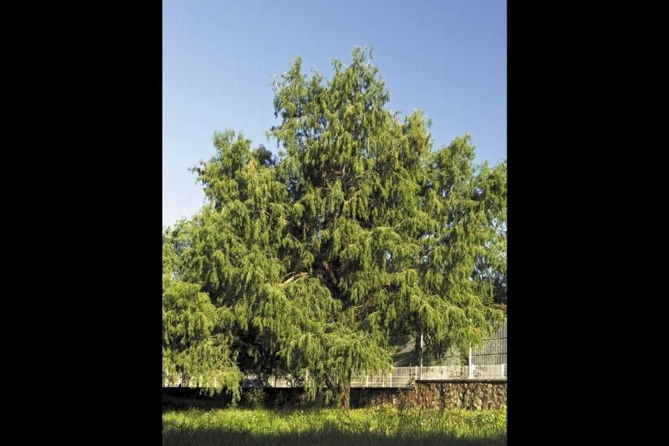 El ahuehuete es considerado el árbol nacional de México; en lengua náhuatl su nombre significa 'el viejo del agua' o 'junto al agua'.