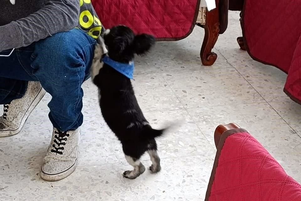 El perrito no tuvo quemaduras.
