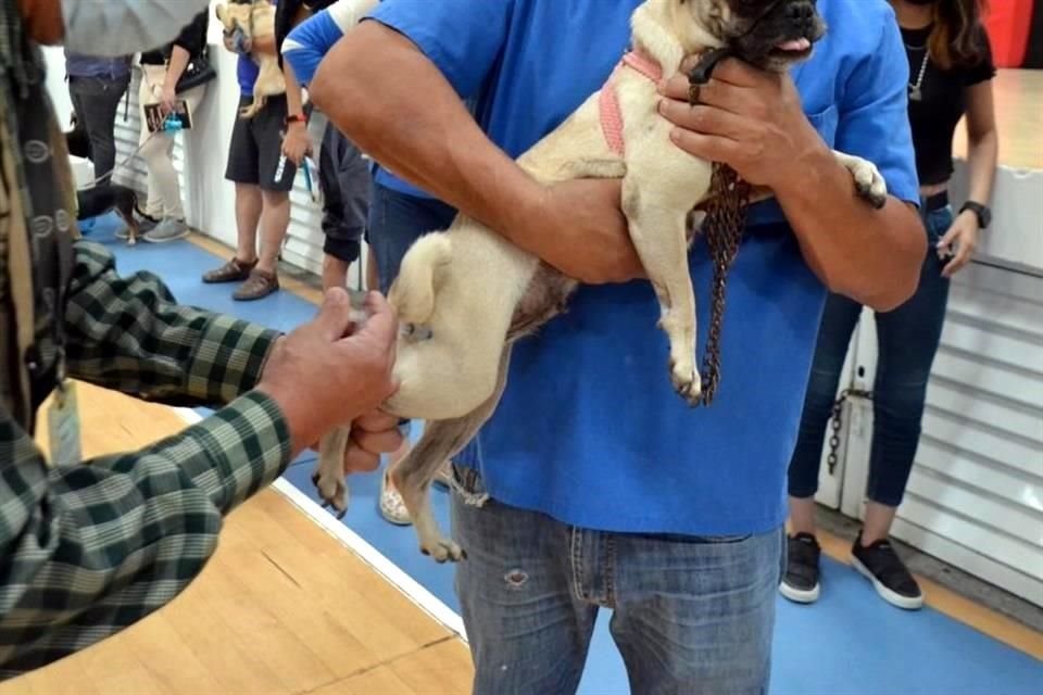 Los animales deben vacunarse para prevenir enfermedades.