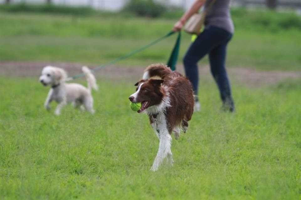 El Gobierno de Guadalajara puso a disposición de la población un curso de adiestramiento canino gratuito.