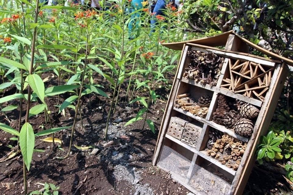 Zapopan instala el primero de 20 jardines polinizadores para preservar a las abejas.