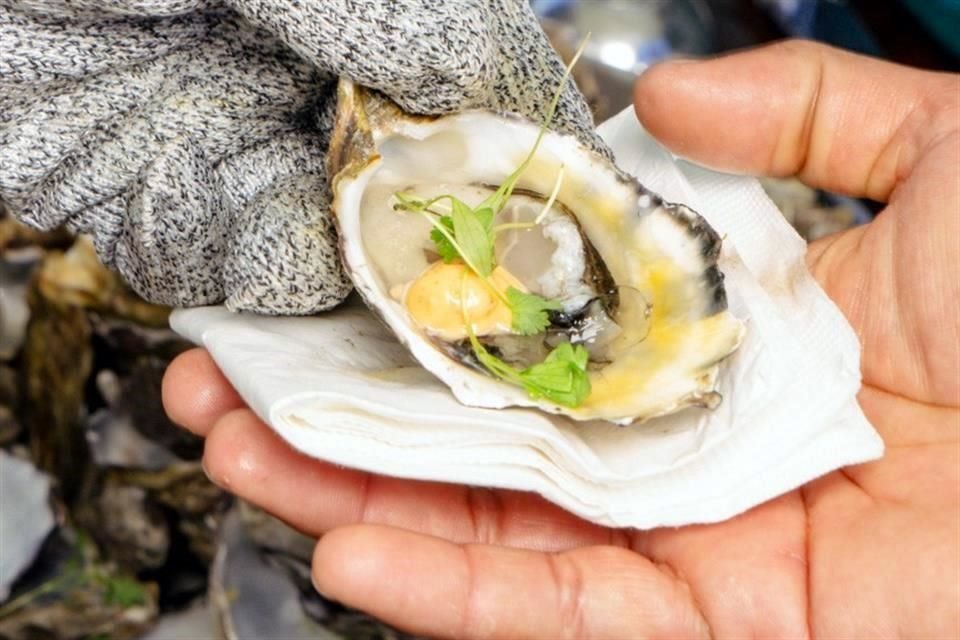 Baja California Sur es puntera en el cultivo del ostión. Descubre de la mano de los expertos las bondades de los ejemplares de granja.