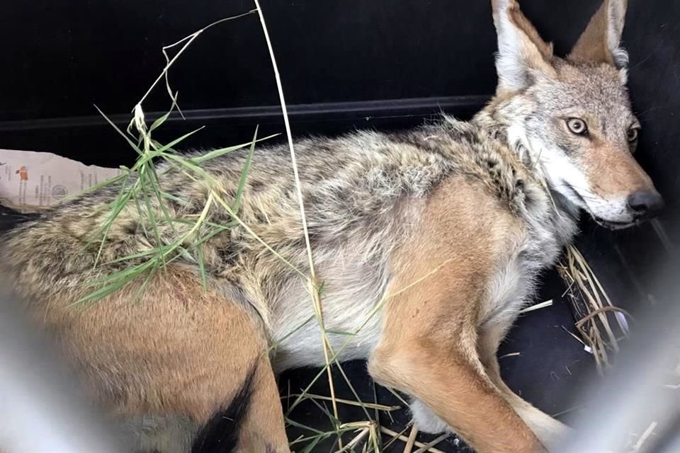 Rescatan a coyote que estaba herido en camellón central de la Carretera a Morelia.