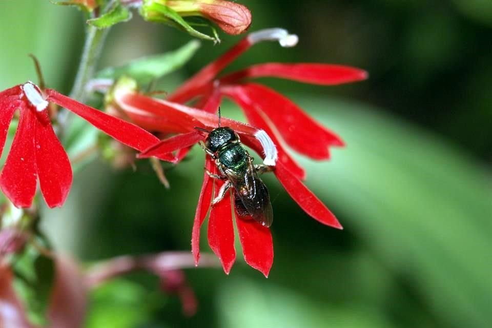 La 'abeja Ceratina' es otra de las especies nativas del Estado, aquí la vemos descansando en una flor de Lobelia.