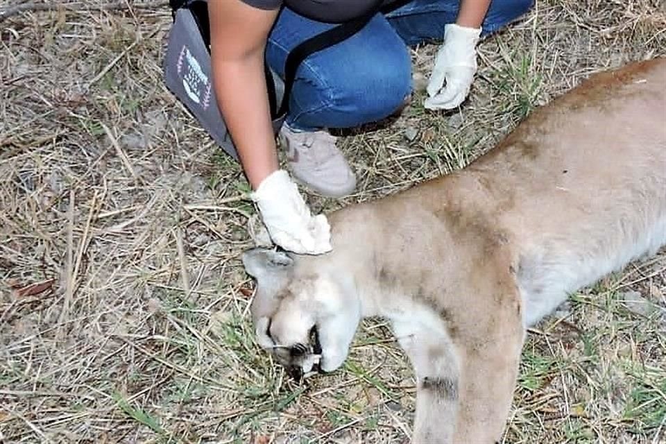 El puma fue arrollado a la altura del corredor biológico Ahuisculco-La Primavera.