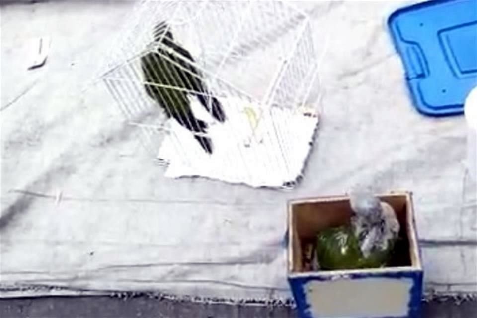 También en una jaula los loros y en una caja el polluelo.