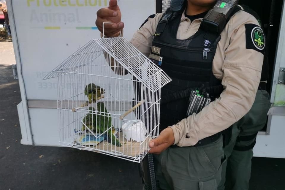 El domingo pasado, la Policía aseguró tres corros, cuatro iguanas y varias tortugas que eran comercializadas en el mercado Santos Degollado.