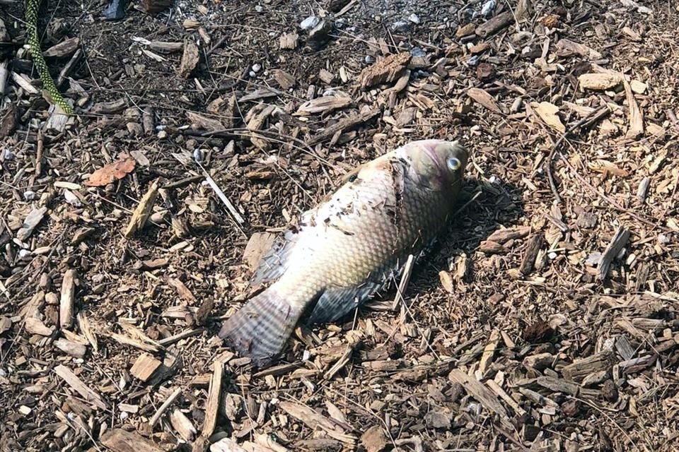 Vecinos reportaron la muerte de peces en días consecutivos de esta semana, los cuales fueron retirados por el personal.