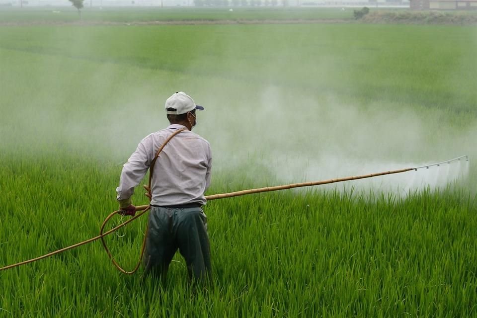 El uso del herbicida conocido como glifosato se prohibió por México a partir de 2024 y aún no hay alternativa para sustituirlo.