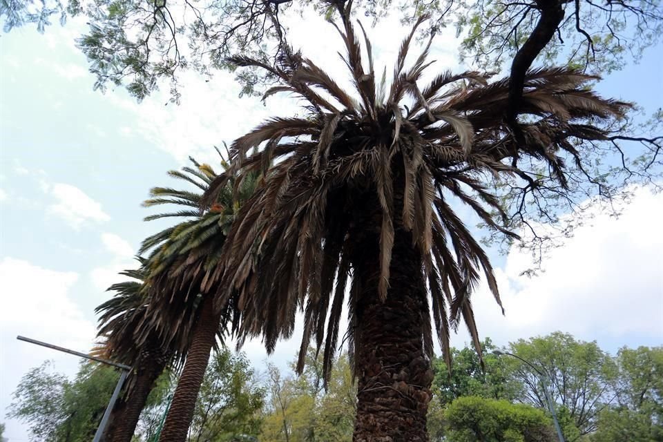 Secas, pálidas y contraídas, lejos del esplendor verde y las hojas extendidas, es como lucen las palmeras de la Ciudad, debido a sequía y plagas.