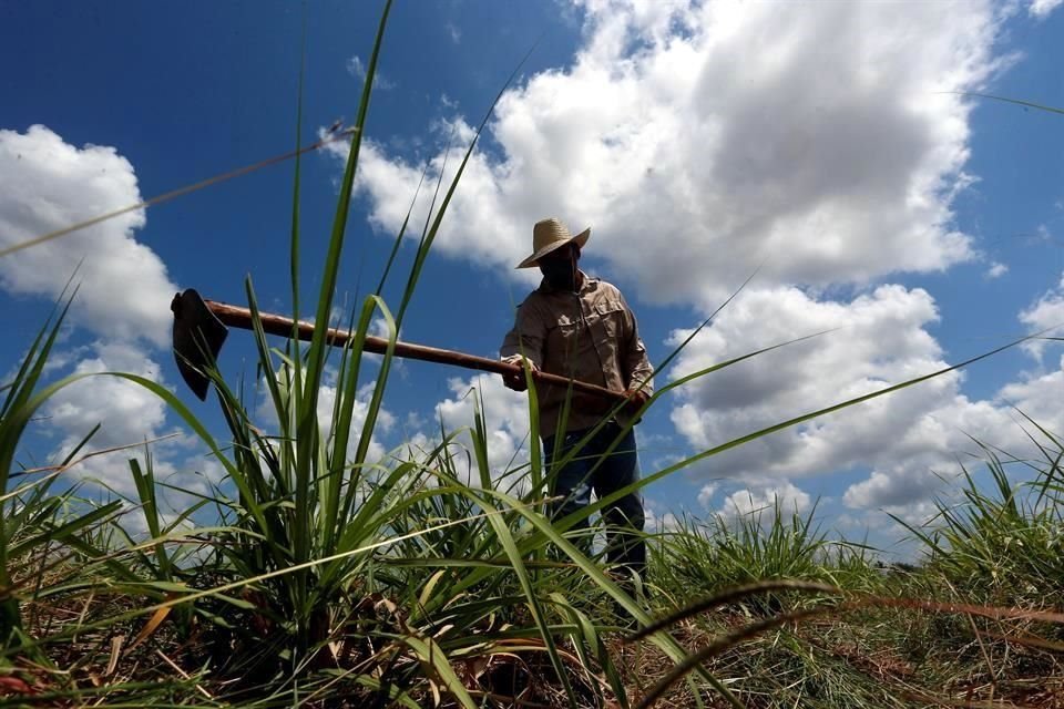 De acuerdo con datos del GCMA, entre enero y noviembre del año pasado el costo promedio de la producción agrícola aumentó 15.3 por ciento anual.
