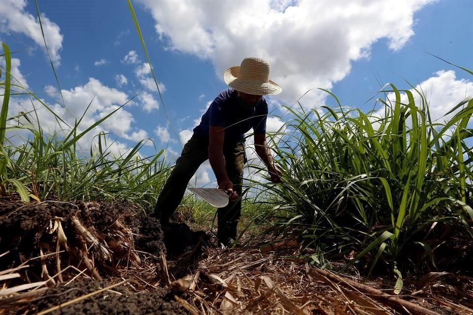 Al cierre de agosto pasado, el volumen de la cosecha del ciclo agrícola P-V sumó 6 millones 773 mil 712 toneladas, 2.1 millones menos de las obtenidas al cierre del octavo mes de 2018.