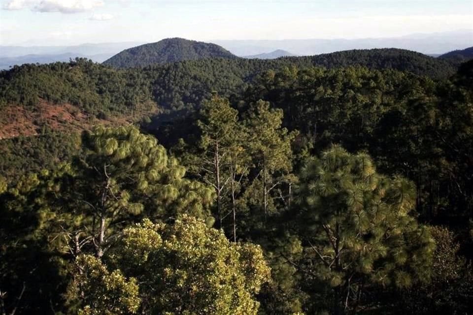 Lejos de seguirlos perdiendo, la estrategia estatal indica que debe frenarse la deforestación en 2030.
