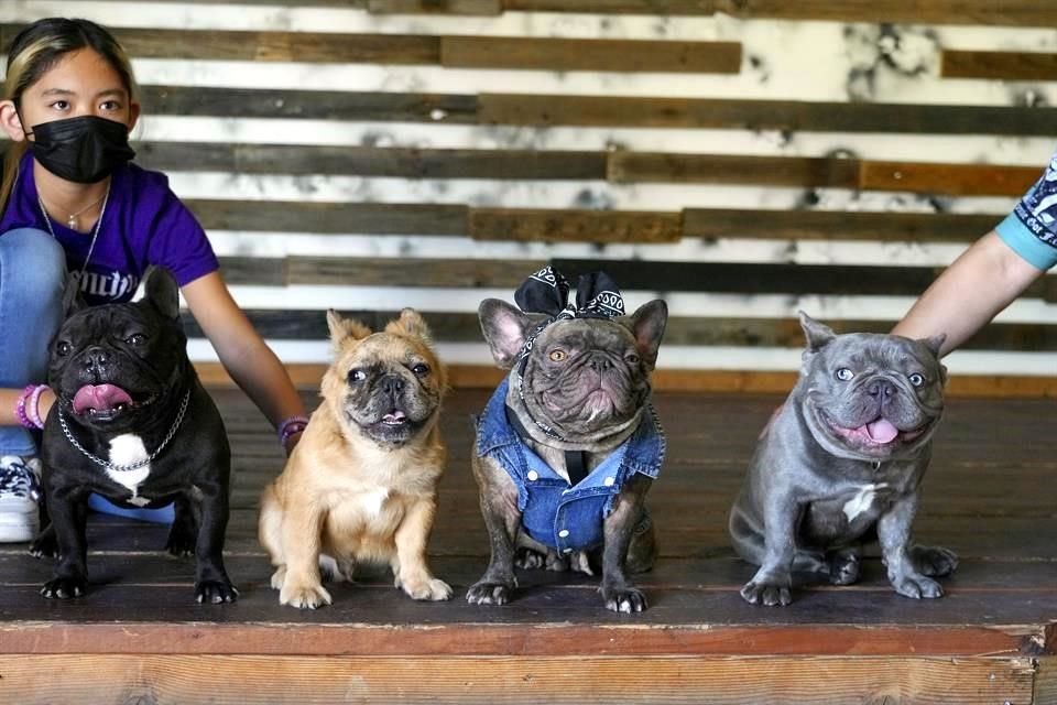 Los perros Cashew, Nova, y Tank en Elk Grove, California. La popular raza se ha vuelto muy cara en EU, y algunos dueños han comenzado a llevar consigo armas por protección.