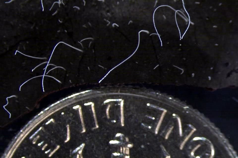 Imagen de una serie de las bacterias halladas. Su tamaño es el de una pestaña. SuperA 50 veces a otros organismo unicelulares considerados 'gigantes'.