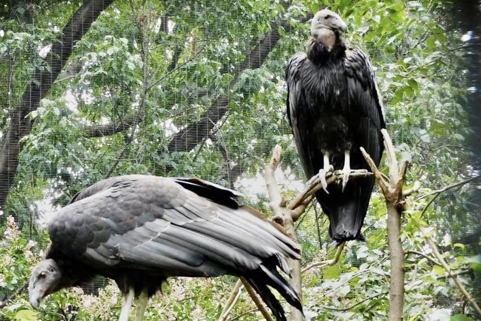 Los cóndores de California fueron reproducidos en el Zoológico de Chapultepec. 