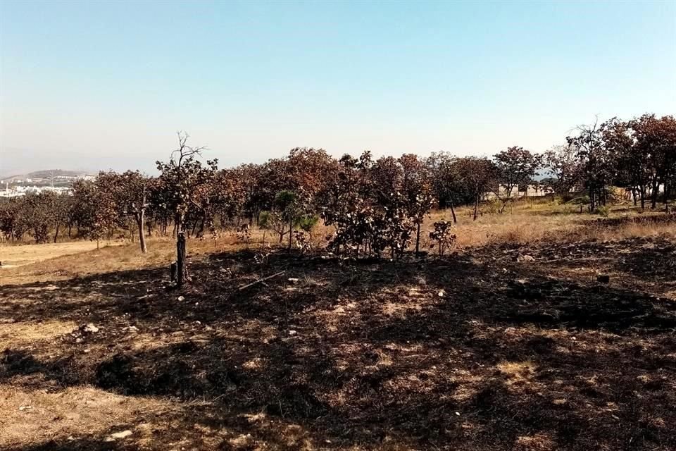 La zona ha sido incendiada varias veces, la más reciente el 2 de abril pasado.