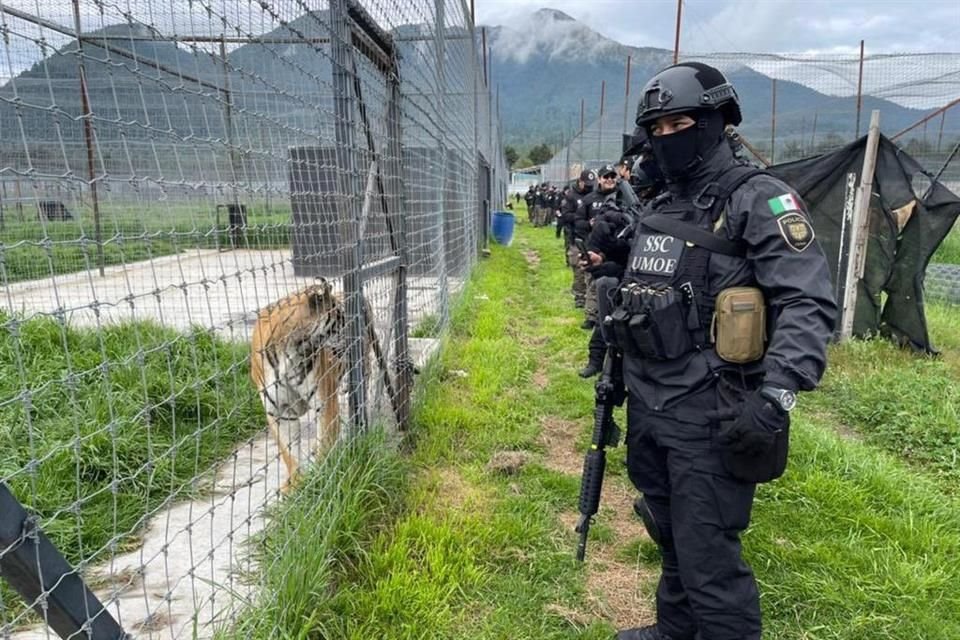 En el predio ubicado en el Ajusco, Alcaldía Tlalpan, fueron hallados 190 felinos, entre leones africanos y leones blancos.