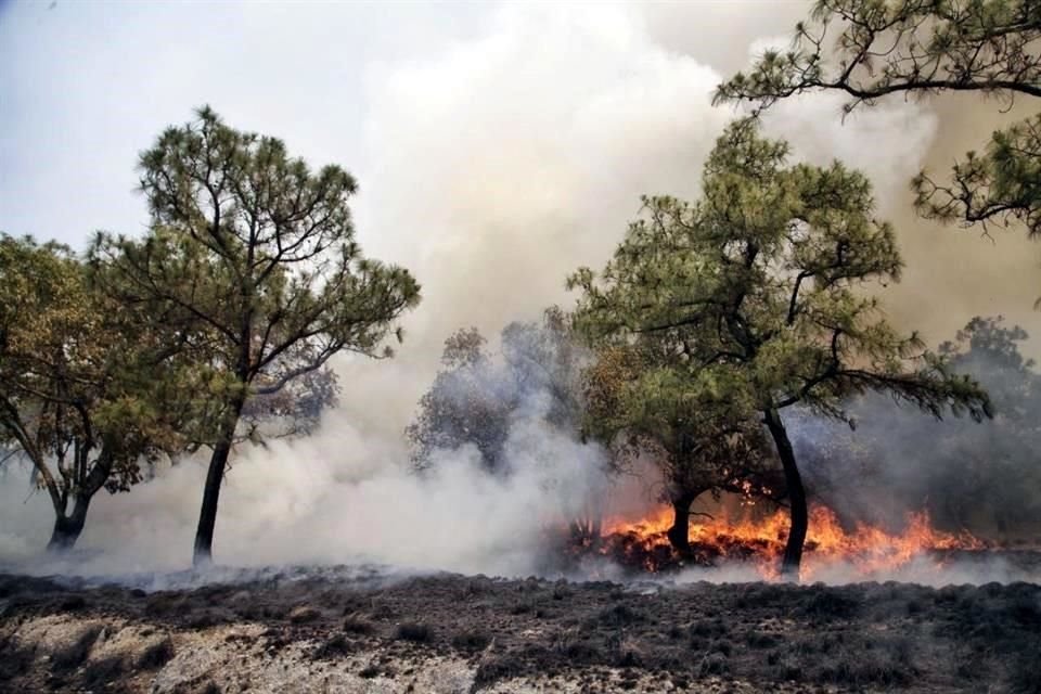 Luego de más de tres días de combate, autoridades de Jalisco declararon controlado el incendio forestal en el Bosque La Primavera, en Tala.