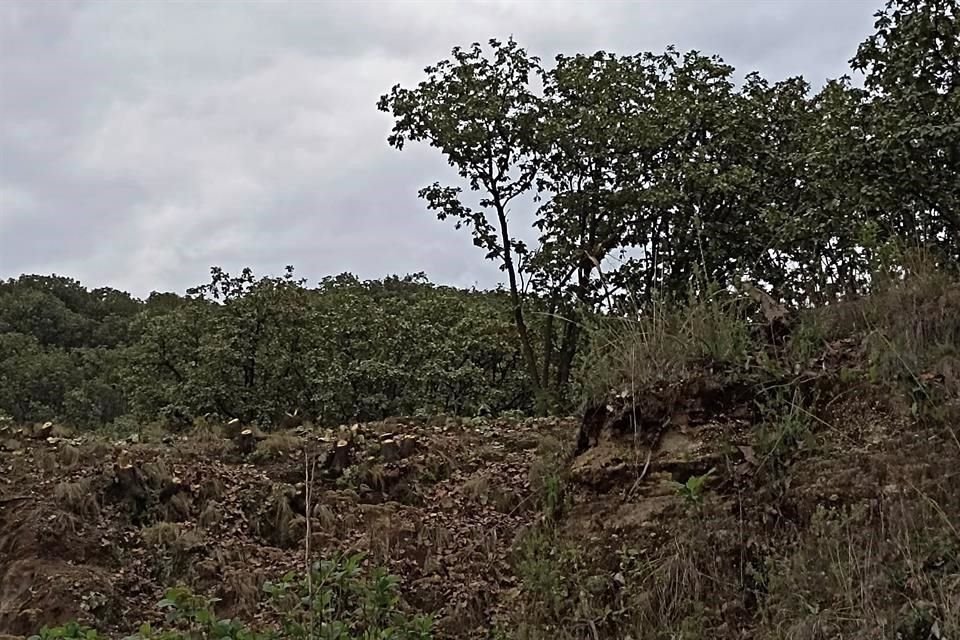 Decenas de encinos fueron cortados, dejando únicamente la base.