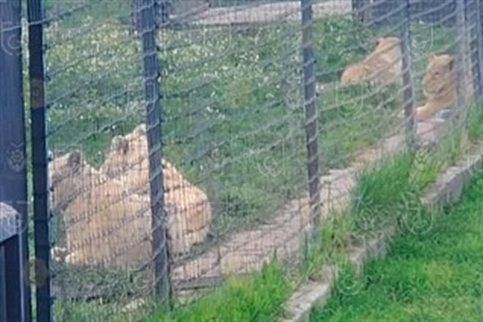 La agrupación Azcarm señaló que algunos animales fueron enterrados tras morir por desnutrición, falta de agua e infecciones.