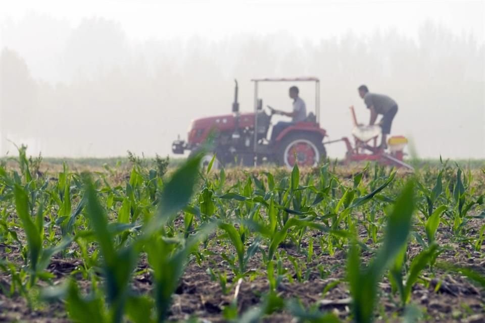 La producción de granos como maíz y trigo cayó en México durante la presente administración, lo que obligó a aumentar las importaciones.