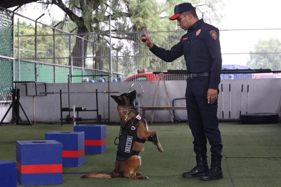 Policías entrenan a los perros con pelotas de caucho que lanzan y se mueven como una presa.