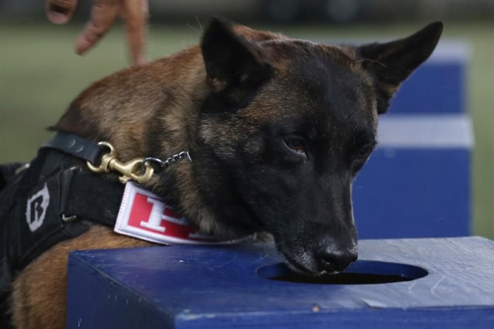 'Para los perros no es su trabajo, para ellos es un juego. Nosotros les ponemos el cebo, (...) en cuanto detecten de dónde emana el aroma, nosotros les damos su premio', señalaron.