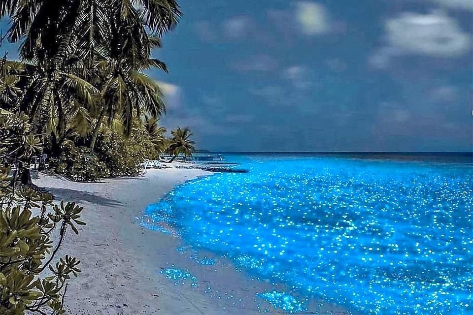 Observa el fenómeno de la  bioluminiscencia en Holbox