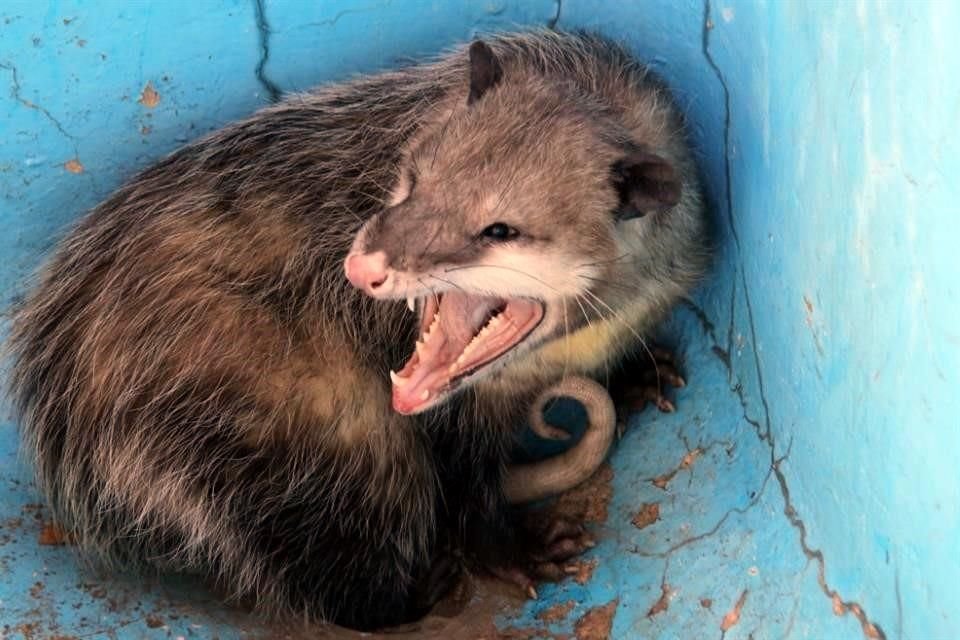 Tlacuache que fue liberado en la naturaleza tras ser rescatado.