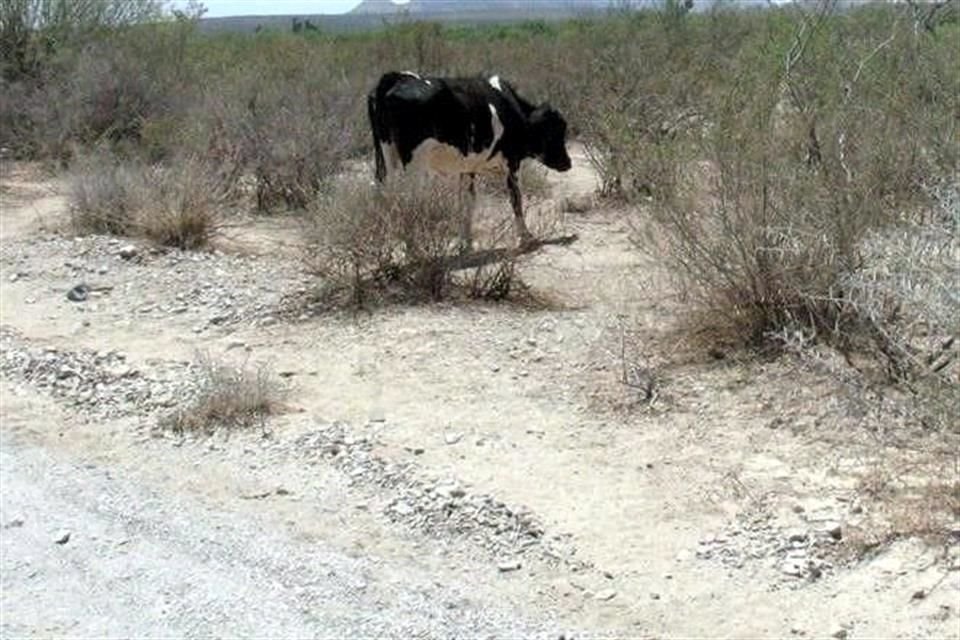 En la Cuenca del Altiplano, una de las regiones del semidesierto de Tamaulipas, se vive una situación crítica debido al estiaje. 