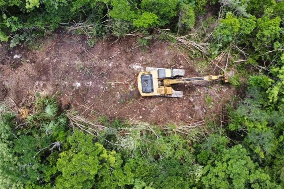 Un tribunal federal de Mérida ordenó detener por completo los actos de tala y desmonte de selva en todo el Tramo 5 del Tren Maya.