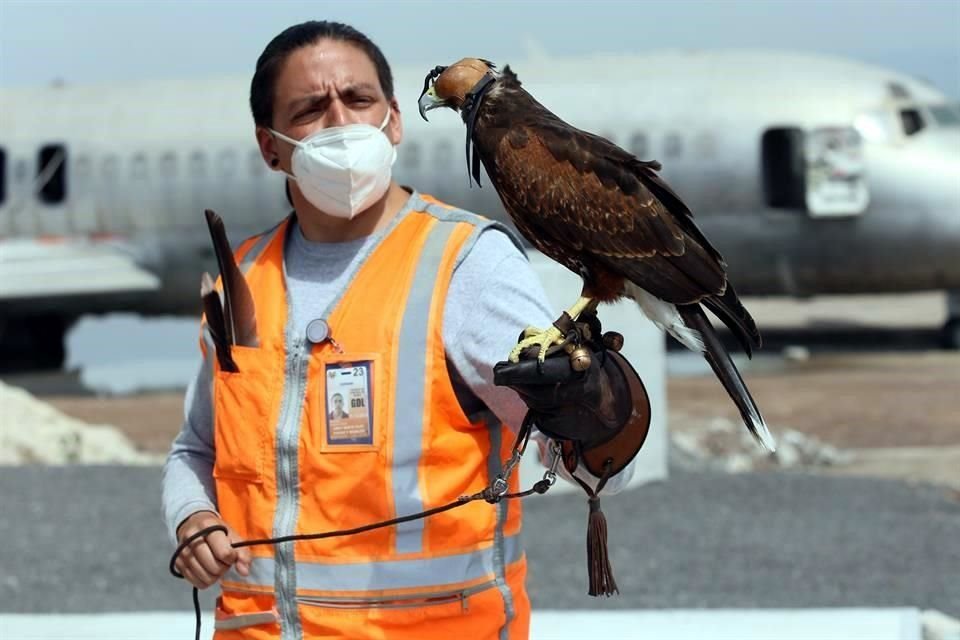 El GAP cuenta con 12 aves, entre ellas la aguililla harris, las cuales ayudan a ahuyentar la fauna que se encuentra en las pistas y evitar accidentes.