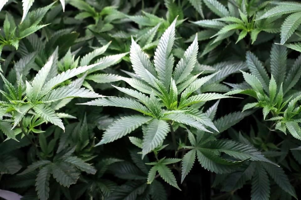 Nueva York se unirá así a 14 estados y a D.C. como las entidades que permiten el uso lúdico de la mariguana.