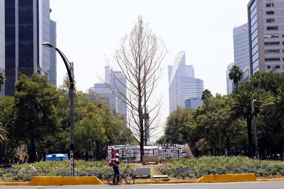 El ahuehuete enfrenta distintos factores a los que debe aclimatarse.