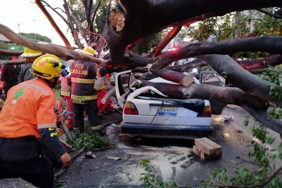 Árbol cae sobre vehículo y conductor muere, en la Colonia Americana.