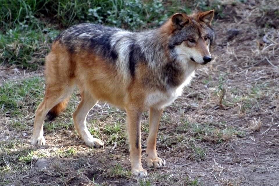 Lobo mexicano en el Zoológico Guadalajara, especie en peligro de extinción.