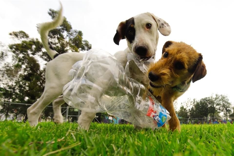 La iniciativa tiene 18 meses y se rescata a los perros y gatos que deambulan por los pasillos de la Ceda.