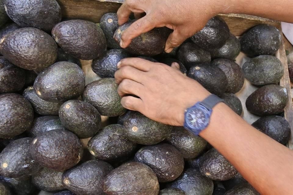 Aguacate de Jalisco.