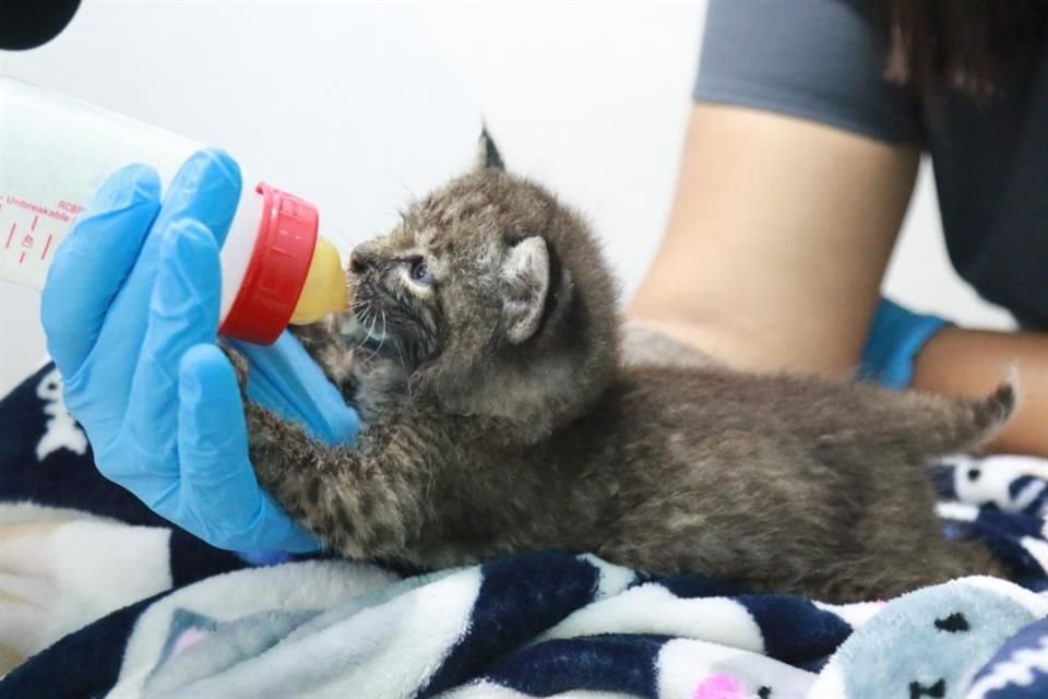 El lince recién nacido rescatado por la Unidad de Acopio y Salud Animal de Tlajomulco se recupera.