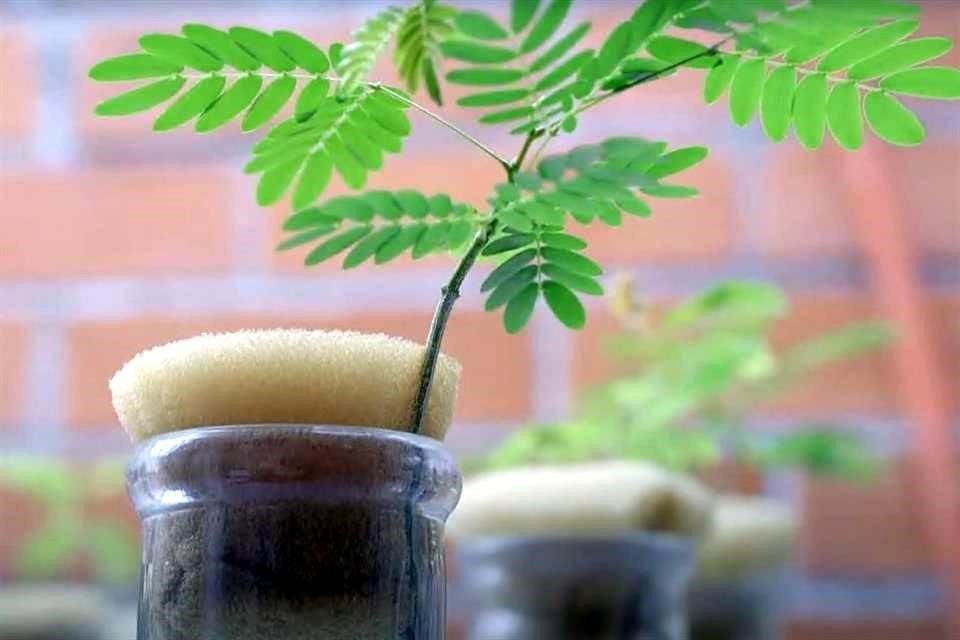 María Esperanza Martínez Romero es considerada una autoridad mundial en taxonomía de rhizobia, un tipo de bacterias asociadas a plantas y utilizadas en biofertilización.