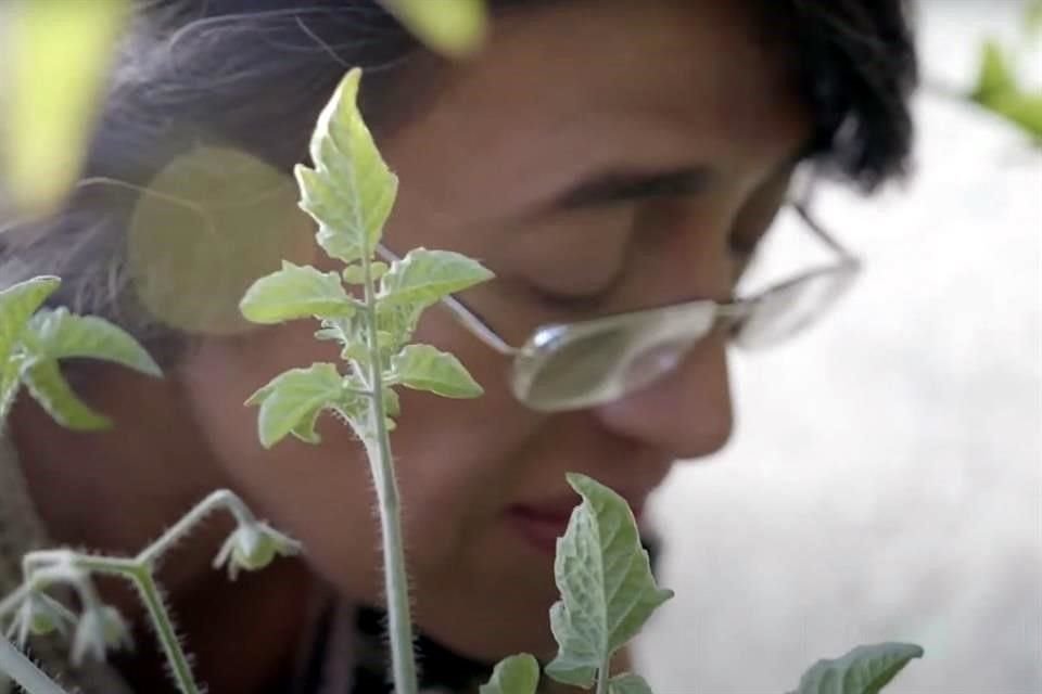 En homenaje a sus estudios con la bacteria rhizobium tropici, sus colegas nombrando una especie con su nombre: Rhizobium esperanzae.
