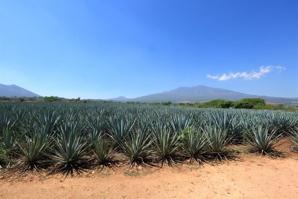 La creciente producción y exportación de tequila tiene su sustento en un inventario de agave tequilana Weber variedad azul. 