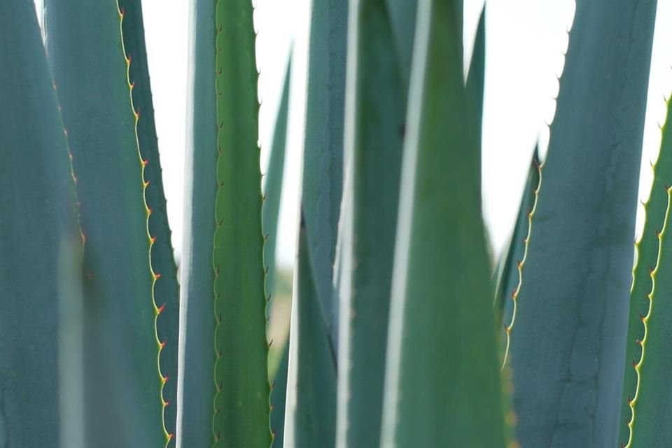 Agave tequilana Weber variedad azul.