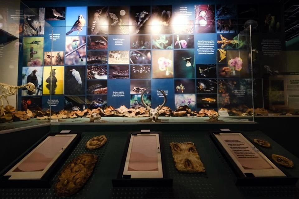 La exposición 'La Primavera, pasado y presente' permanecerá abierta hasta abril de 2023.