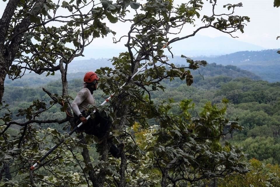 En lo que va del año se ha retirado muérdago en 2 mil 868 encinos del bosque La Primavera.