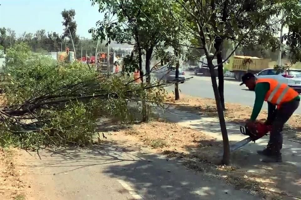 La tala comenzó en la Avenida Adolf Horn sin que se contara con el plan de manejo de arbolado.