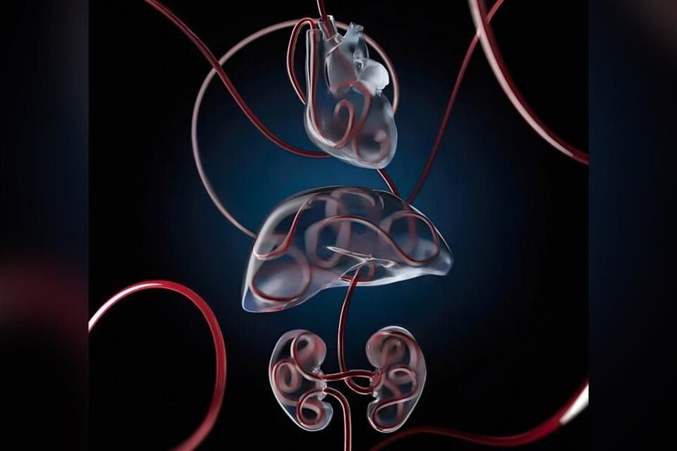 Ilustración de la tecnología OrganEx que introduce un líquido experimental en cerdos muertos.