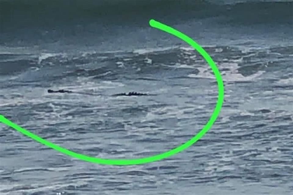 Presencia de cocodrilos en la playa Nuevo Vallarta.