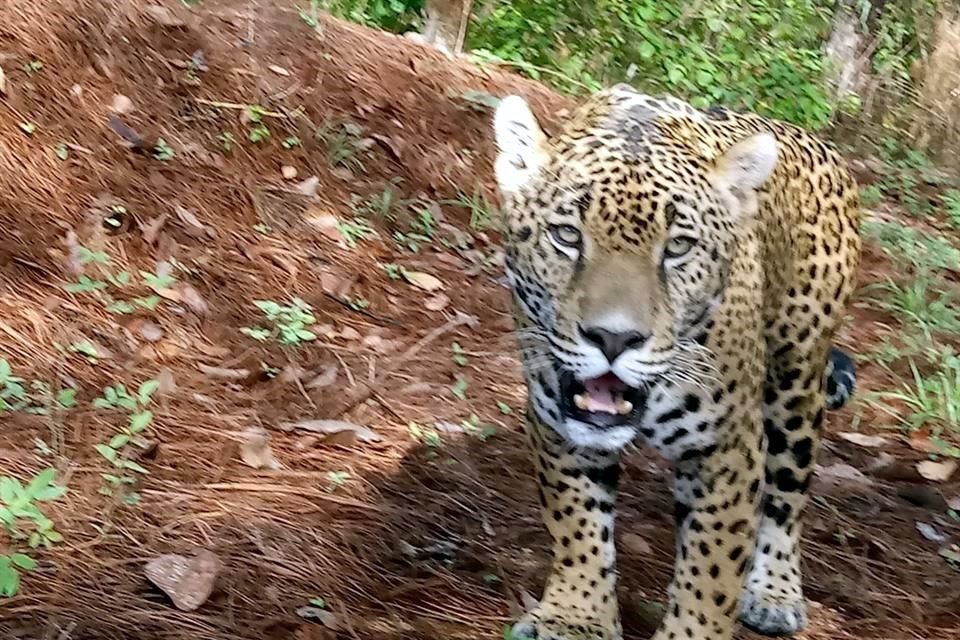 El jaguar es una especie considerada en peligro de extinción en México.